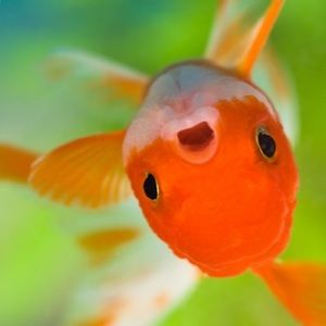 Meet your Posher, Stacey